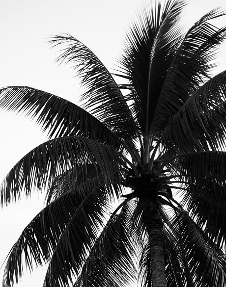 Palm Silhouette V