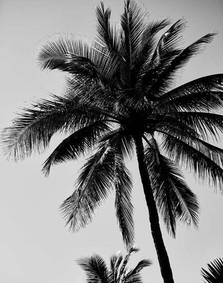 Palm Silhouette VI (Canvas)