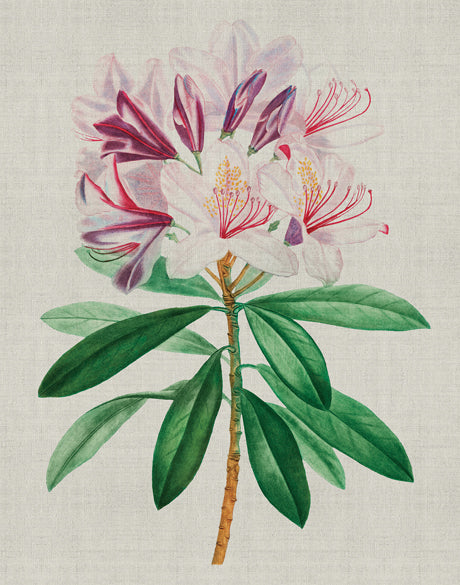 Bella Floral Beauty II (Canvas)