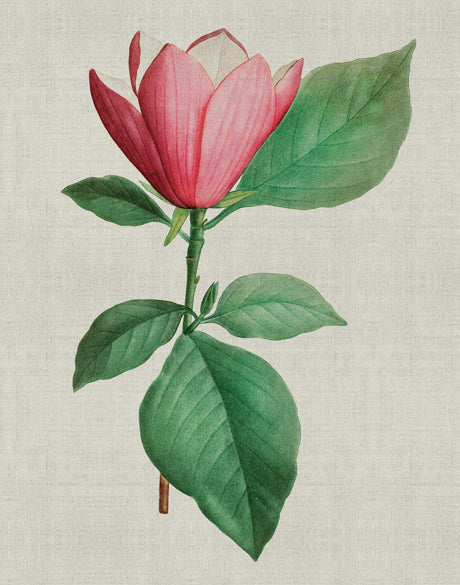 Bella Floral Beauty IV (Canvas)