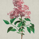 bella05-c_3