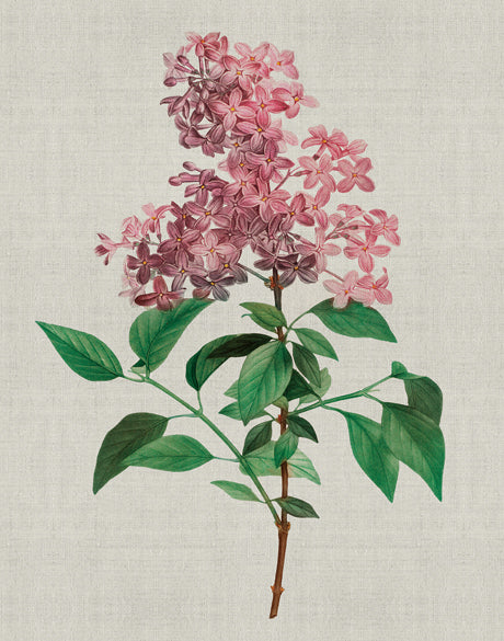 Bella Floral Beauty V (Canvas)