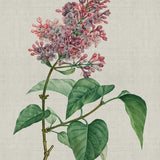 bella06-c_3