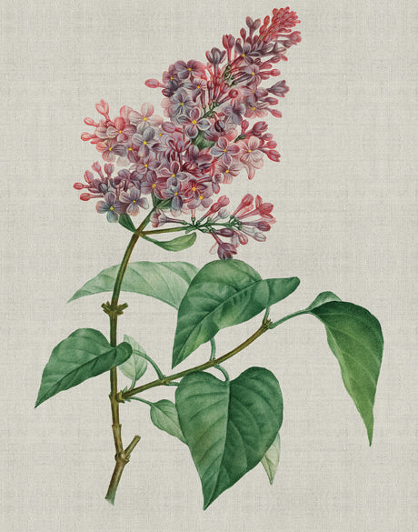 Bella Floral Beauty VI