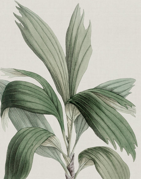 Bellevardi Tropic II