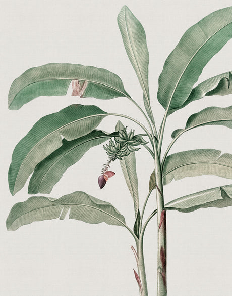 Bellevardi Tropic IV