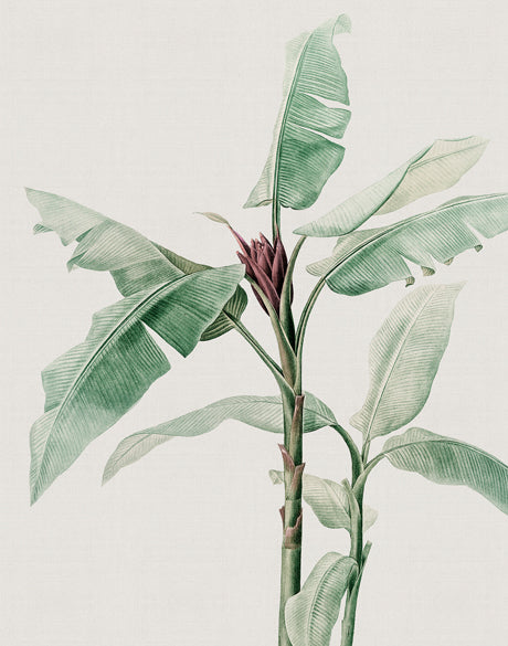 Bellevardi Tropic V