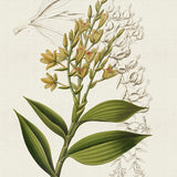 blume02_3