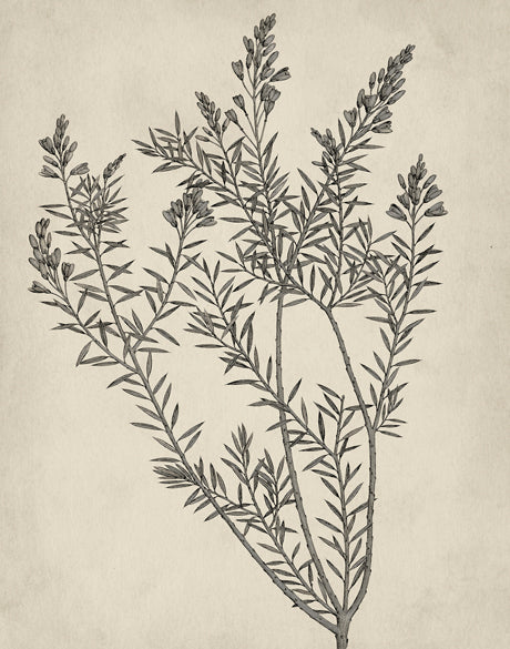 Botanical Splendour I (Canvas)