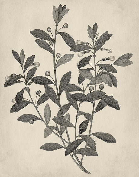 Botanical Splendour II