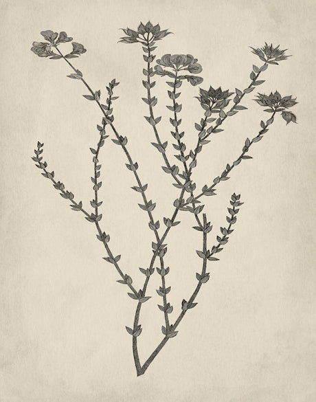 Botanical Splendour III (Canvas)
