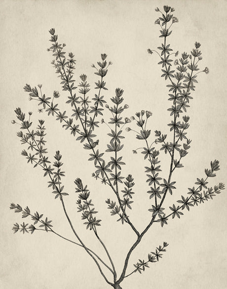 Botanical Splendour V