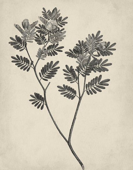 Botanical Splendour VI (Canvas)