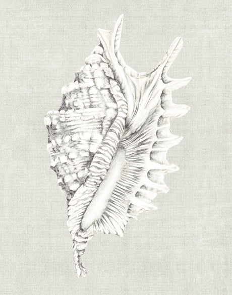 Shell on Linen IV
