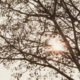 canopy06_3