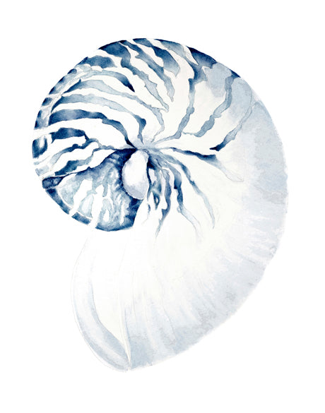 Exquisite Shell II (Indigo) (Canvas)