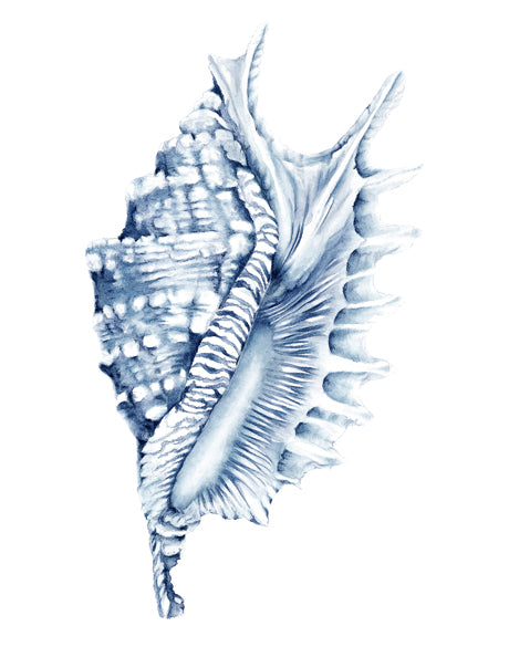 Exquisite Shell IV (Indigo)