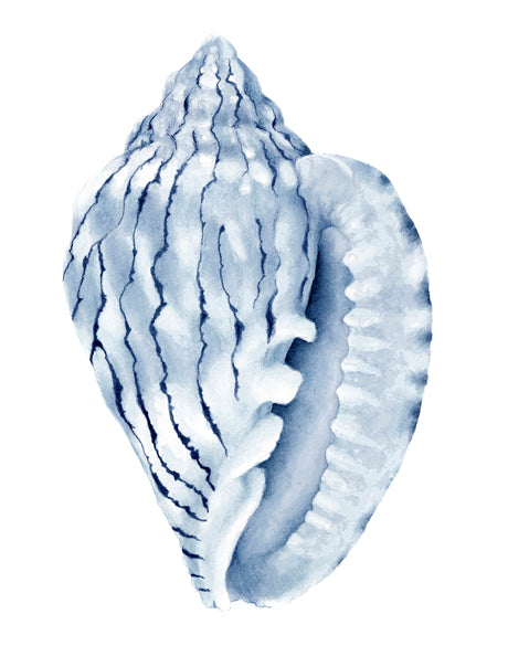Exquisite Shell V (Indigo)