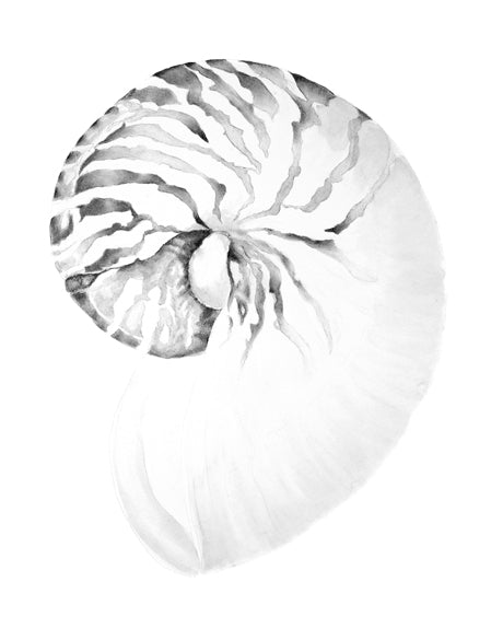 Exquisite Shell VIII (Soft Grey)
