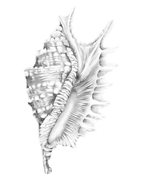 Exquisite Shell X (Soft Grey)