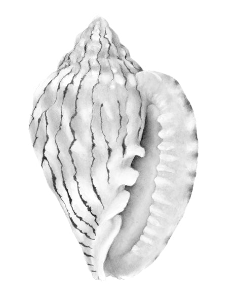 Exquisite Shell XI (Soft Grey)