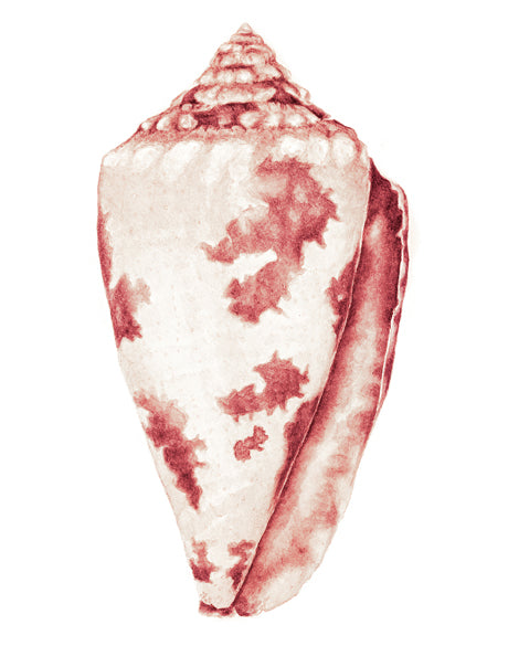 Exquisite Shell XIX