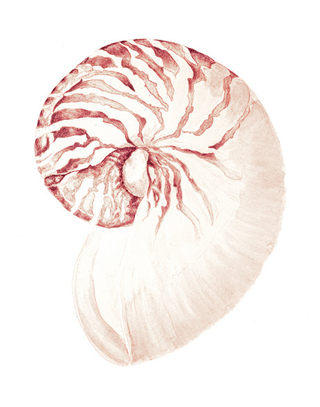Exquisite Shell XX
