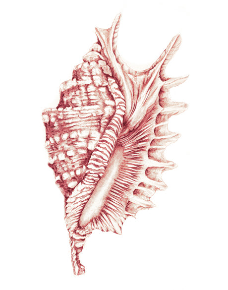 Exquisite Shell XXII