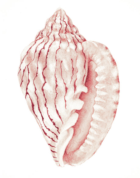 Exquisite Shell XXIII