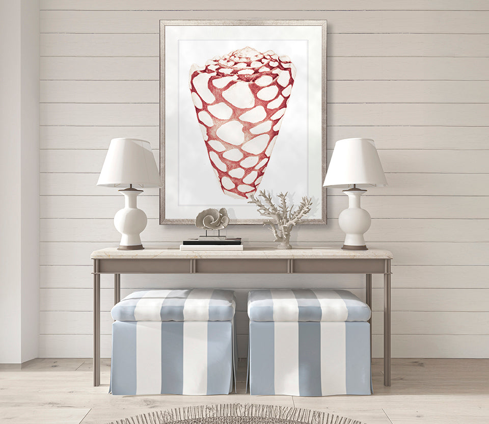 Exquisite Shell XXIV