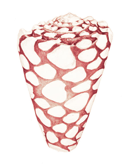 Exquisite Shell XXIV