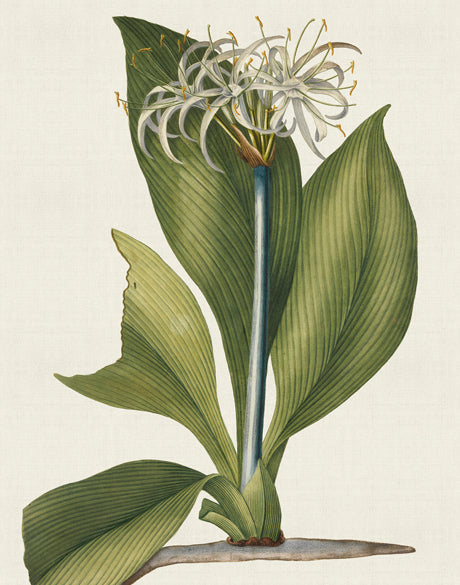 La Flora II (Canvas)