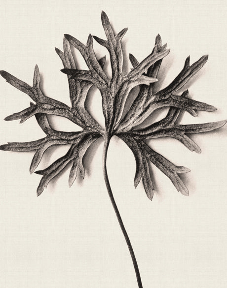 Botanique Specimen III
