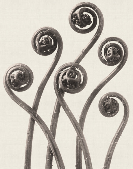 Botanique Specimen IV
