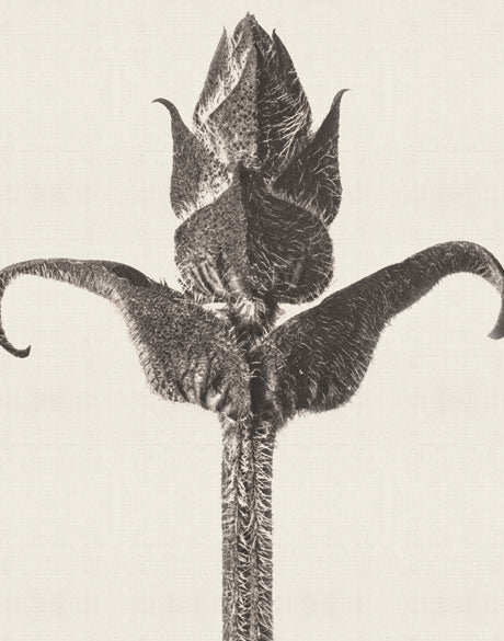 Botanique Specimen IX