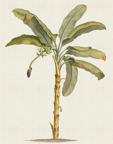 Tropical Splendour III