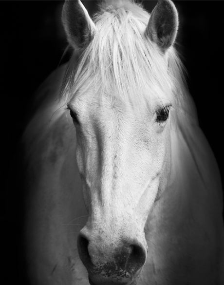 Majestic Thoroughbred V (Canvas)