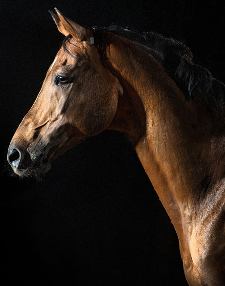 Majestic Thoroughbred VIII