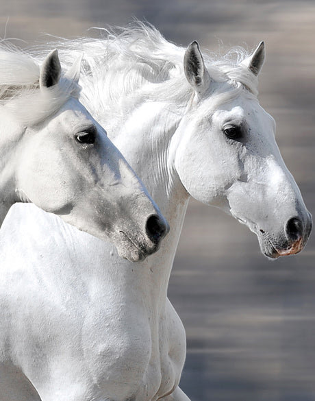 Majestic Thoroughbred IX