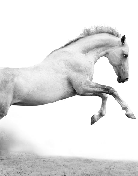 Majestic Thoroughbred XII (Canvas)