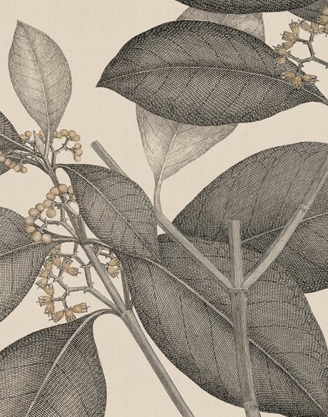 Cooks Floral Specimen II (Canvas)