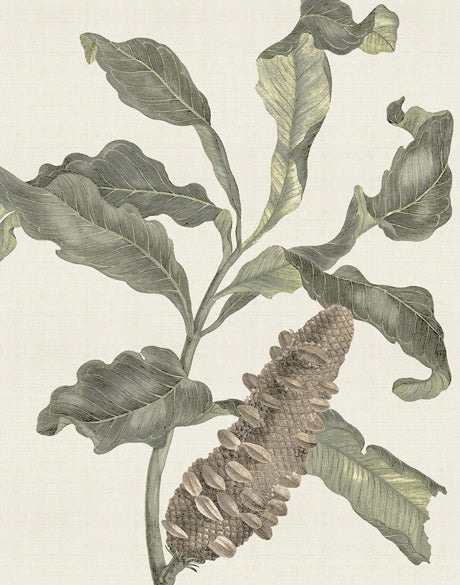 Denata Specimen (Canvas)