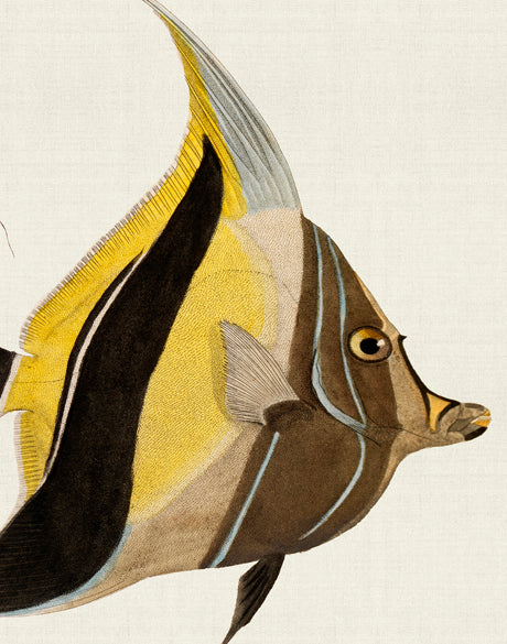 Colourful Fish IV