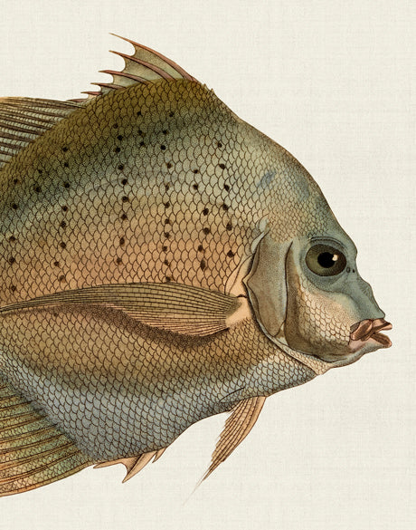 Colourful Fish V