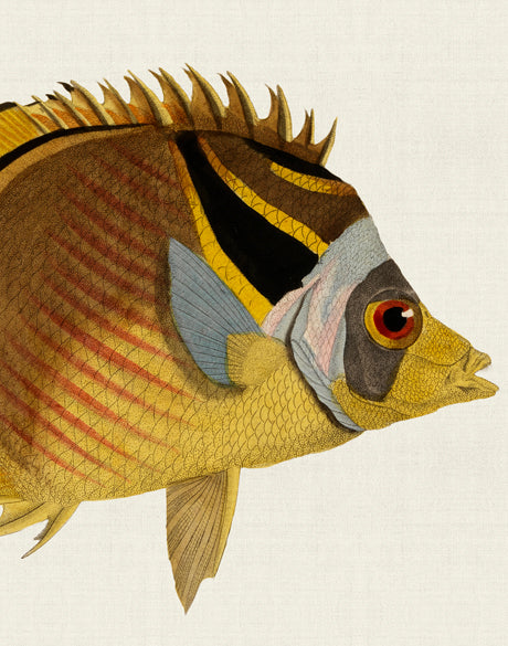 Colourful Fish VI