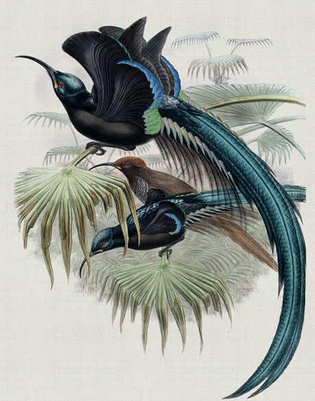 Birds in Paradise II