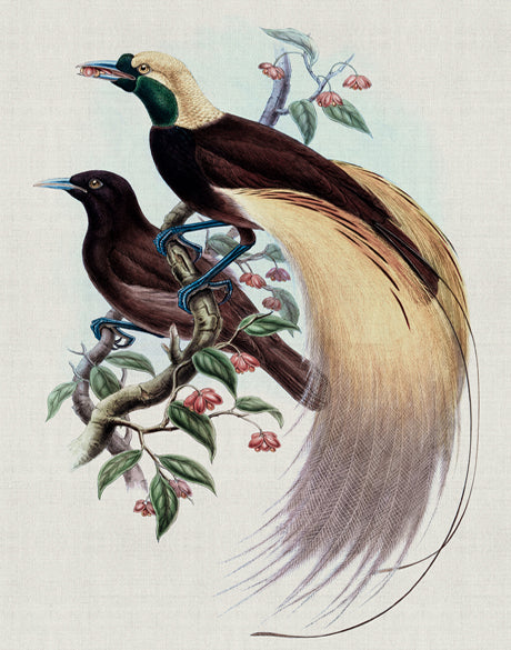 Birds in Paradise IV