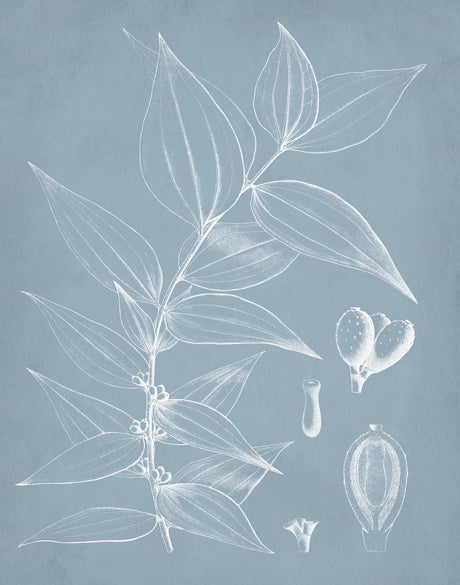 Botanical Study (Pale Blue) II