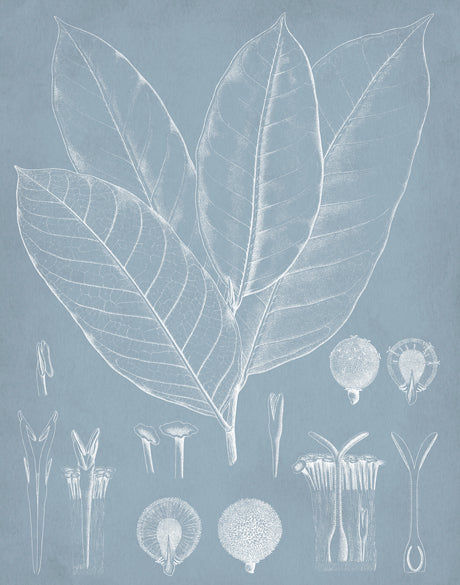 Botanical Study (Pale Blue) III (Canvas)
