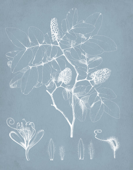 Botanical Study (Pale Blue) V